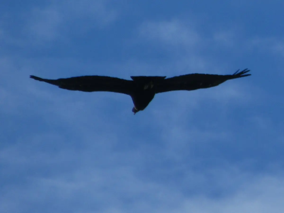 An Andean condor over the park