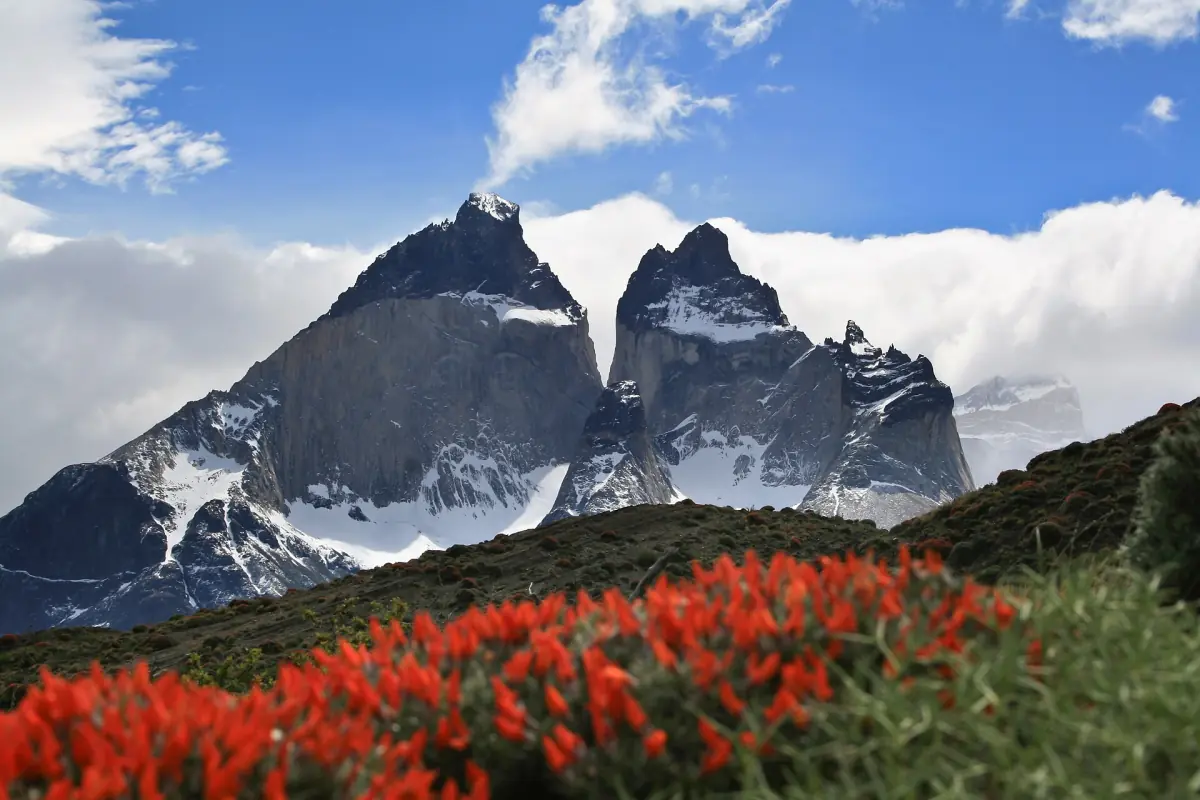 The Cuernos del Paine above red flowering bushes