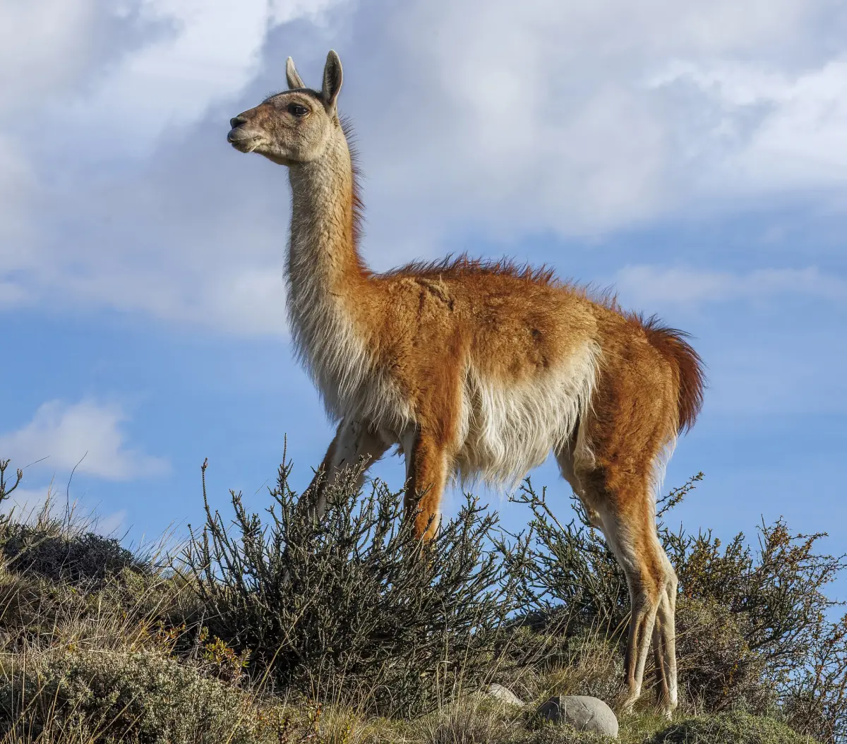 A guanaco in the steppe