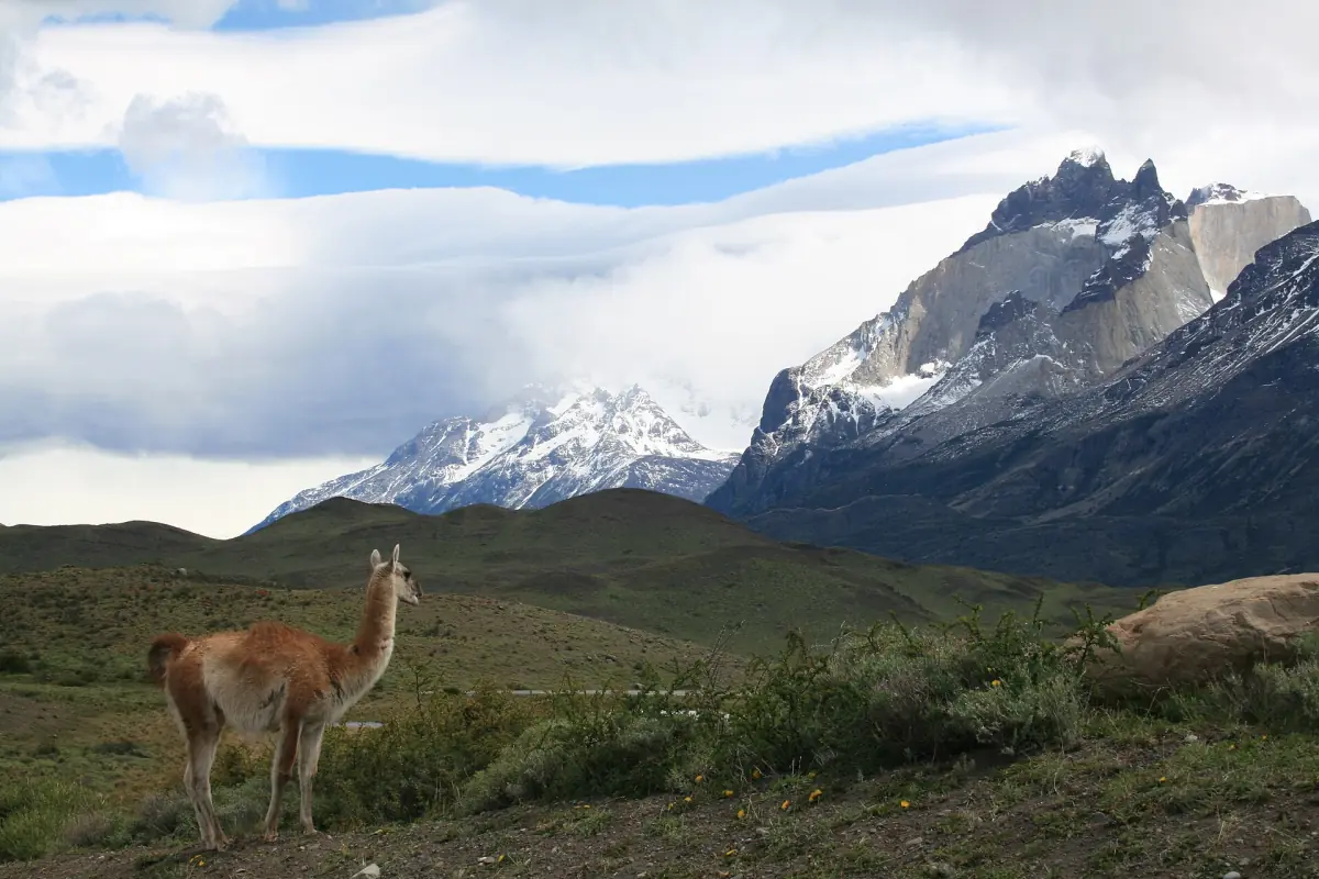 Guanacos with the Paine mountains behind