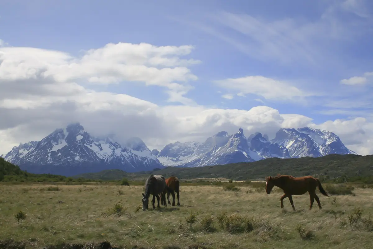 Horses grazing below the Cuernos del Paine