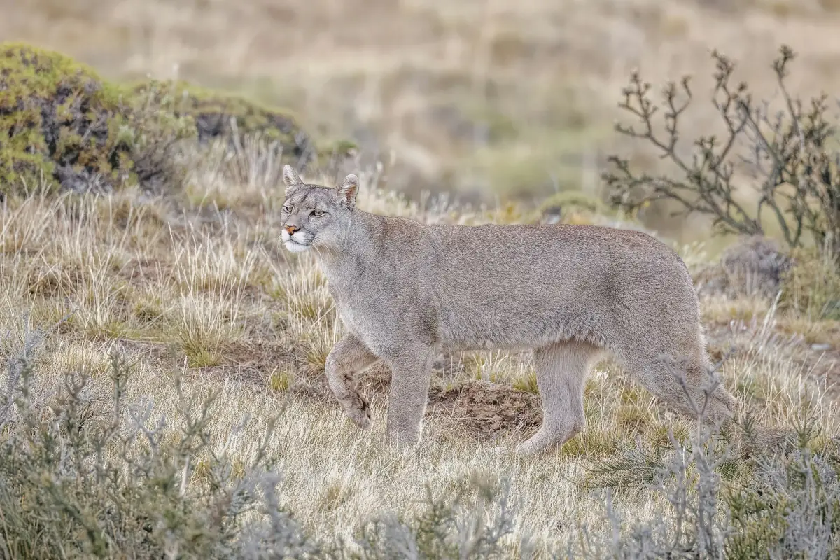 A female puma resting in the grass