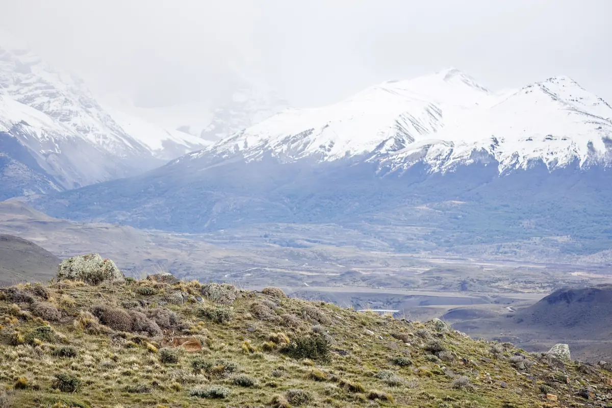 A puma with the towers of Paine behind